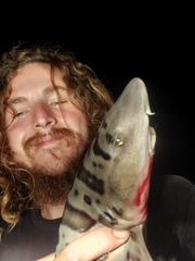Triakis semifasciata