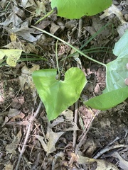 Nabalus serpentarius