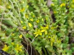 Sedum acre