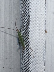 Trigonotylus caelestialium