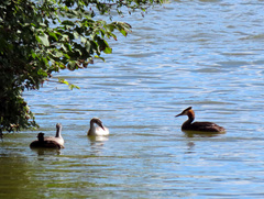 Podiceps cristatus