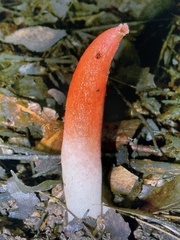 Mutinus elegans