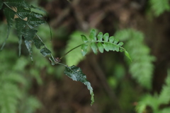Asplenium friesiorum