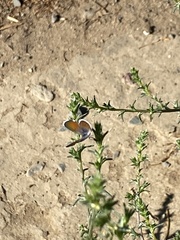 Brephidium exilis