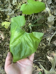 Nabalus serpentarius