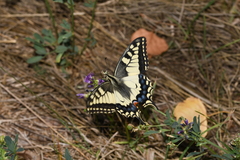 Papilio machaon