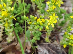 Sedum acre