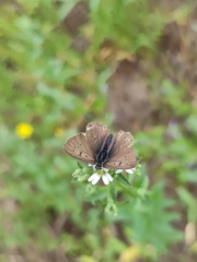 Lycaena tityrus