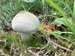 Lycoperdon