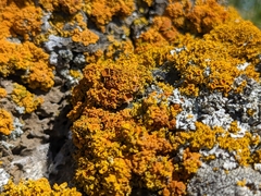 Polycauliona candelaria