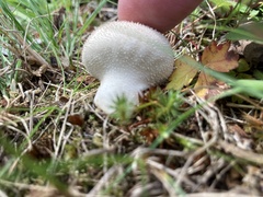 Lycoperdon