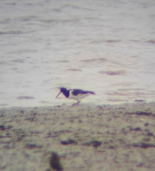 Haematopus ostralegus