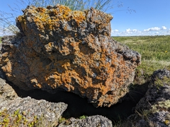 Polycauliona candelaria