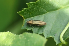 Agrilus olivicolor