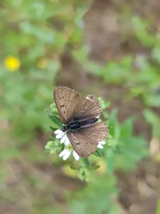 Lycaena tityrus