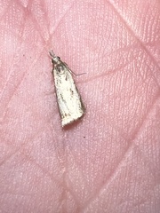 Microcrambus elegans