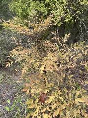 Nandina domestica