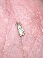 Microcrambus elegans