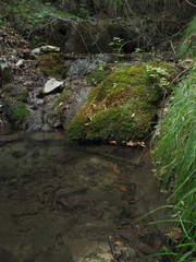 Salamandrina perspicillata