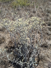 Pseudognaphalium microcephalum