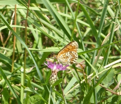 Melitaea phoebe