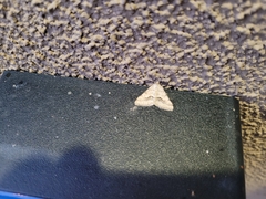 Frederickia s-signata