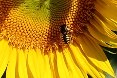 Anthidium manicatum