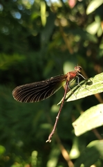 Calopteryx haemorrhoidalis