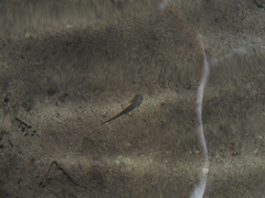 Salamandrina perspicillata