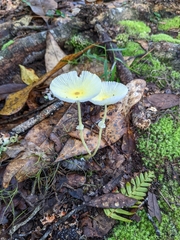Leucocoprinus fragilissimus image