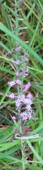 Liatris acidota