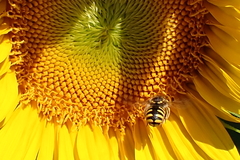 Anthidium manicatum