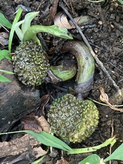 Symplocarpus foetidus