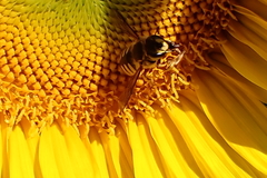Anthidium manicatum