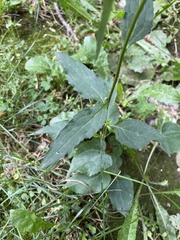 Campanula rapunculoides