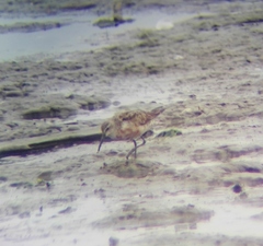 Calidris ferruginea