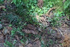 Asplenium friesiorum