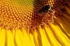 Anthidium manicatum