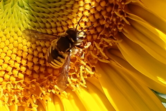 Anthidium manicatum