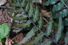 Asplenium friesiorum