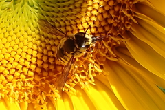 Anthidium manicatum