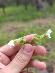 Silene latifolia alba
