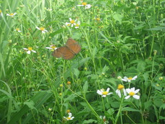 Junonia hedonia