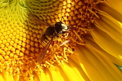 Anthidium manicatum
