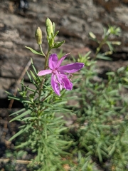 Chamaenerion dodonaei