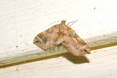 Pelurga comitata