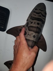 Triakis semifasciata