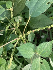 Boehmeria cylindrica
