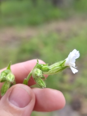 Silene latifolia alba