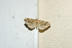 Pelurga comitata